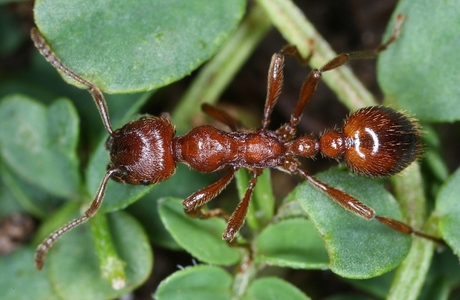Große Knotenameise  (Manica rubida) - © Gernot Kunz